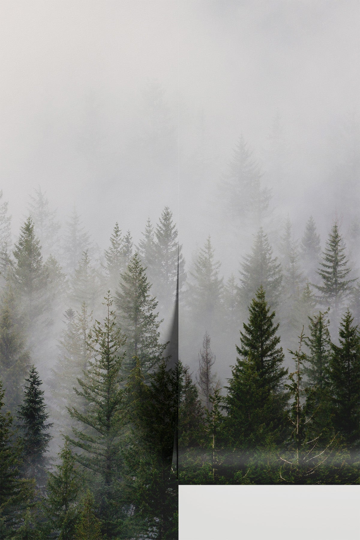 Mystic Forest Landscape