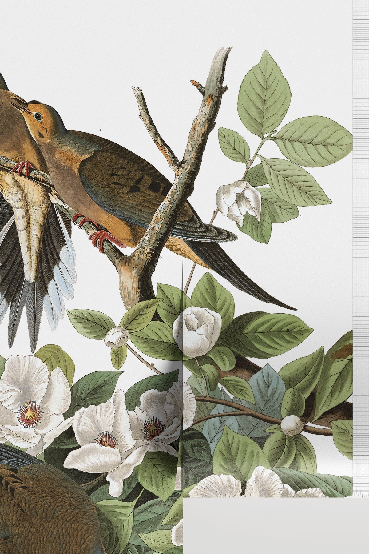 Carolina Pigeon Wall Mural