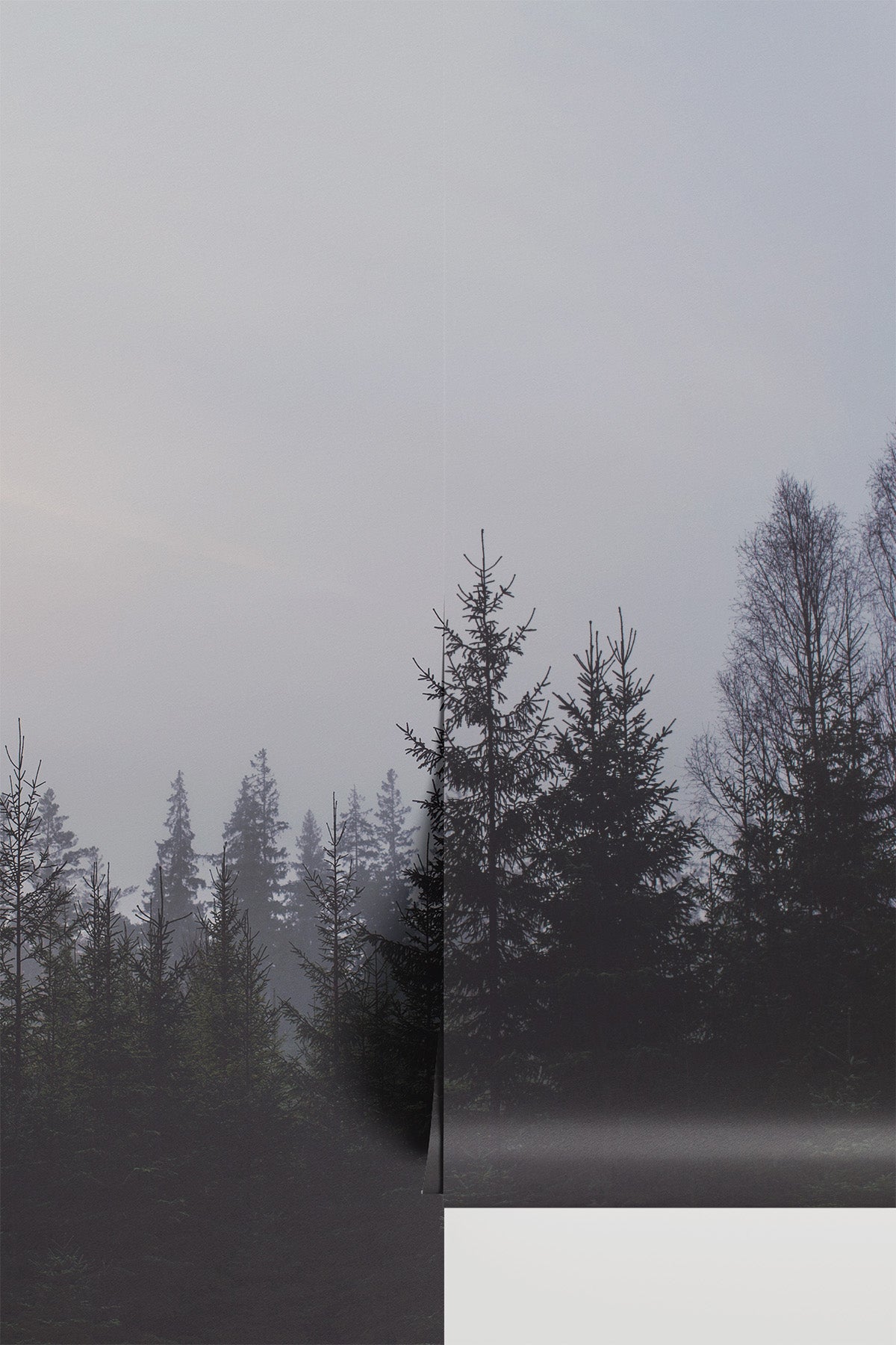 Forest Tree Line Wall Mural