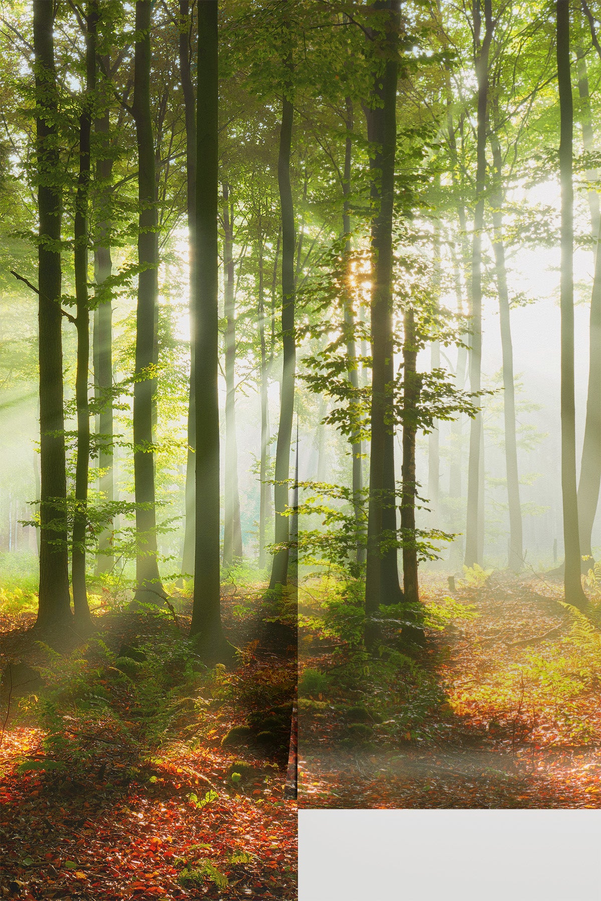 Morning Sun