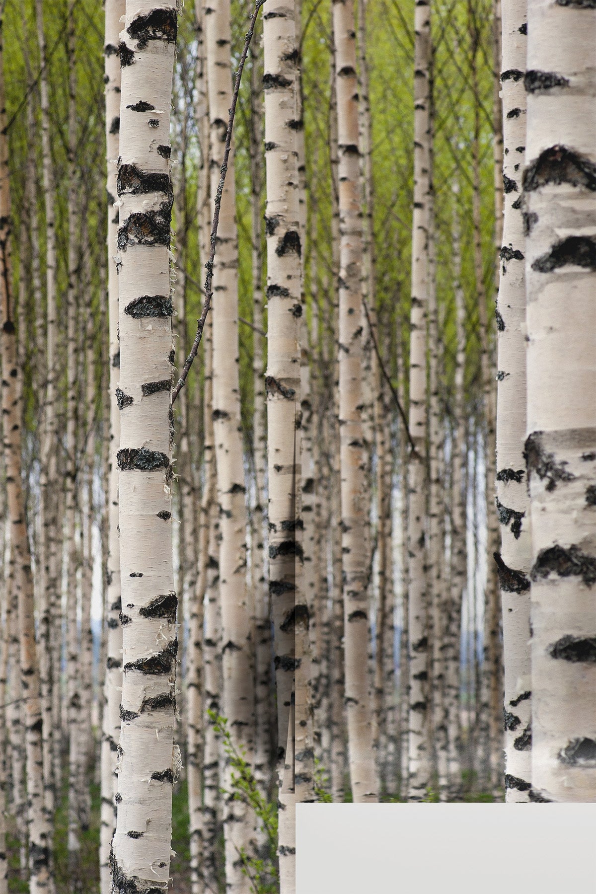 Grove of Birch Trees Wall Mural