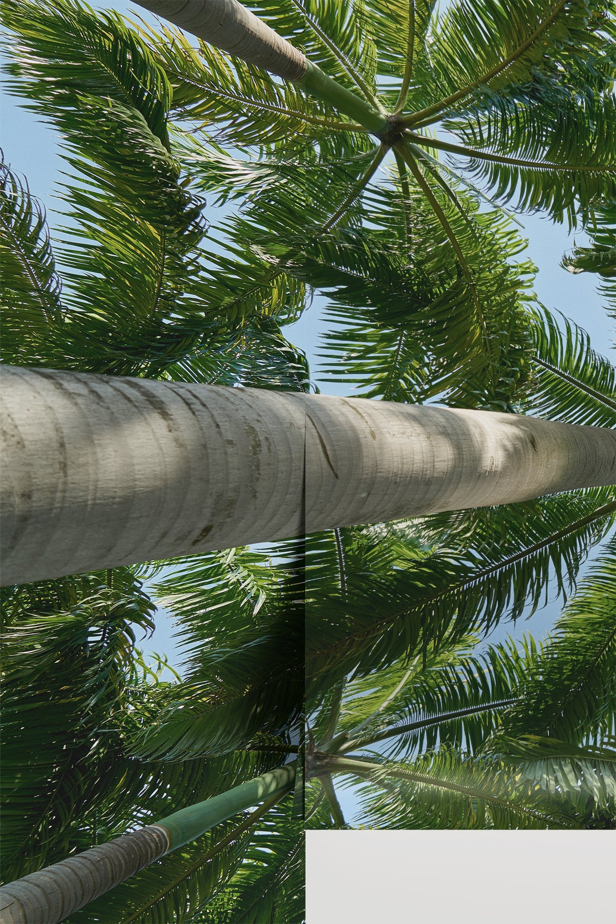 Tropical Canopy