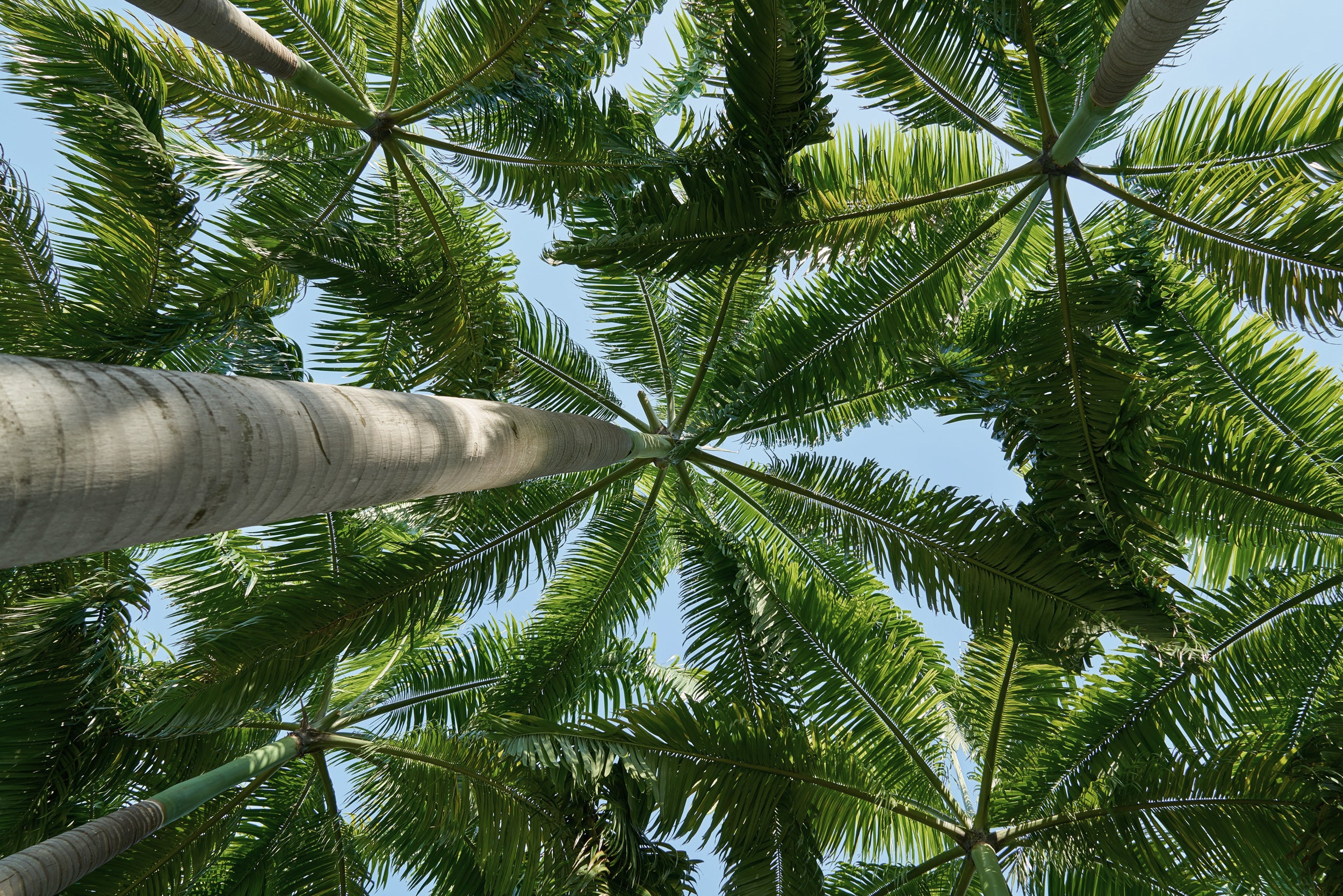Tropical Canopy