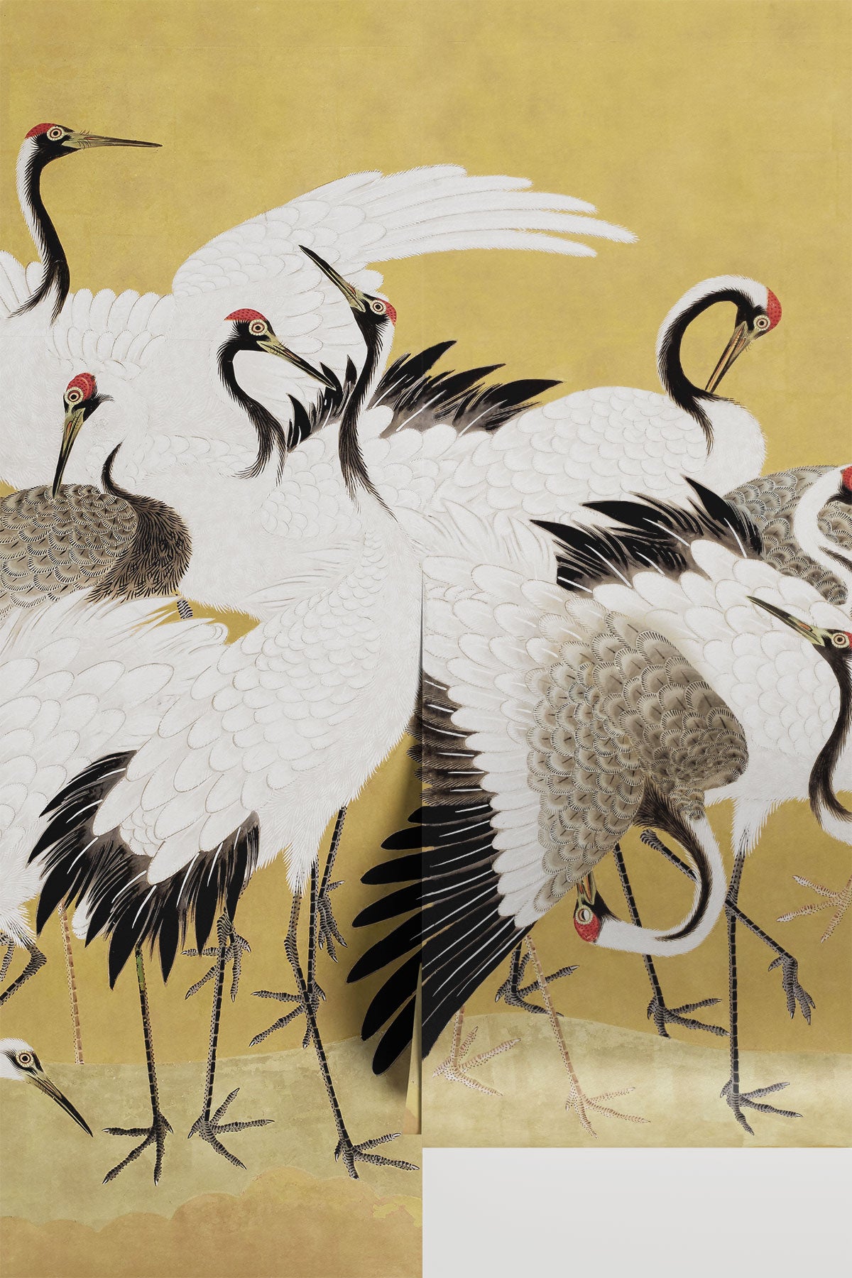 Flock of Elegant Japanese Cranes