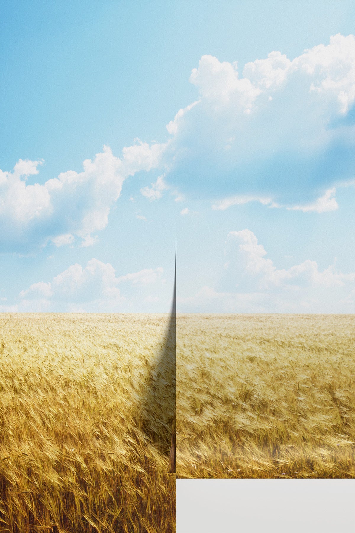 Field of Barley Wall Mural