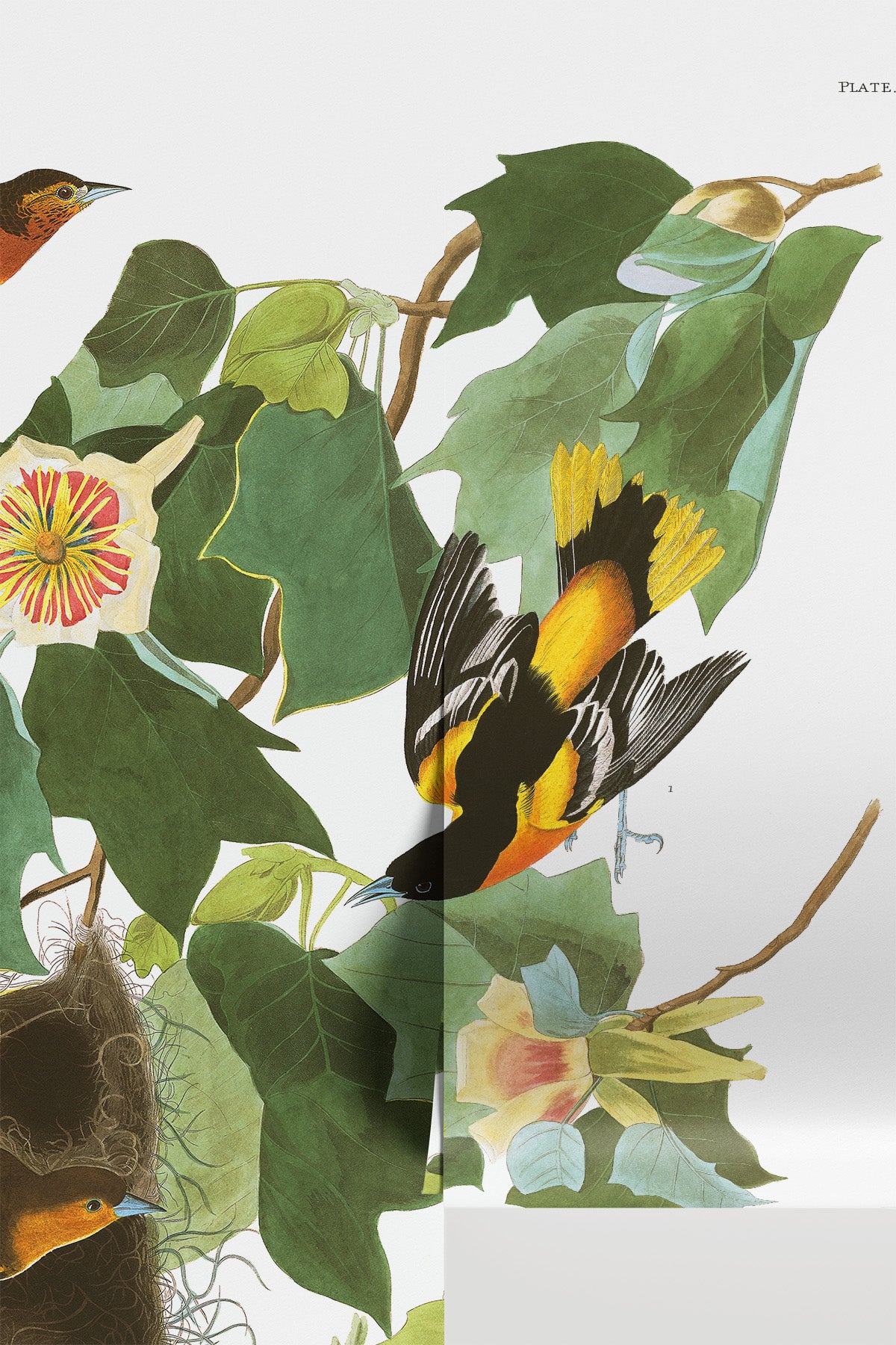 Group of Orioles Wallpaper Mural