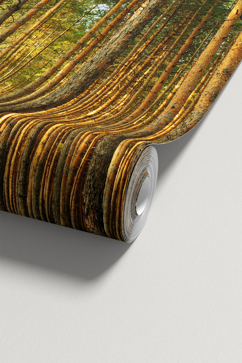 Pine tree forest Wall Mural - Tall Tree Nature Wallpaper | Eazywallz