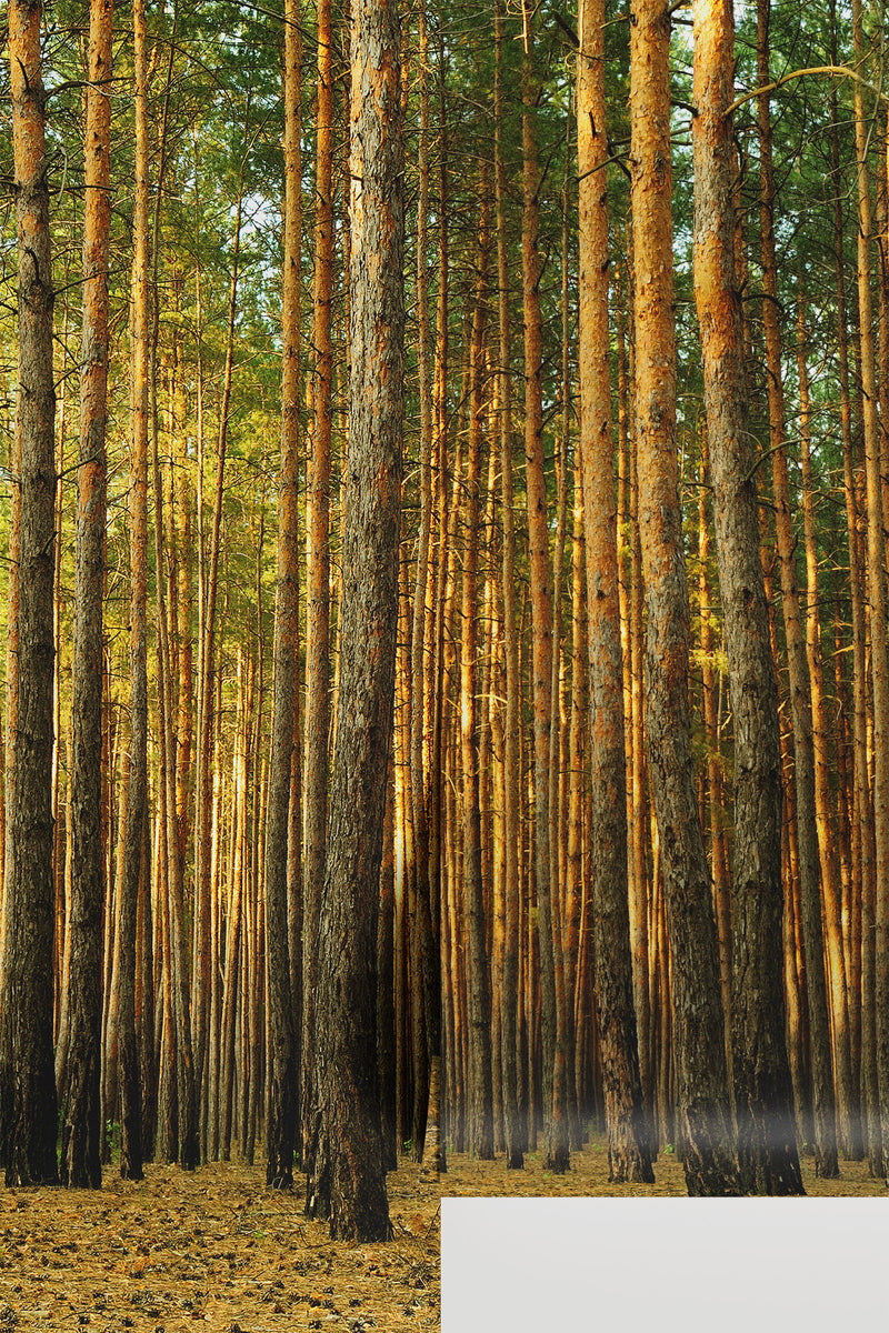 Pine tree forest Wall Mural - Tall Tree Nature Wallpaper | Eazywallz