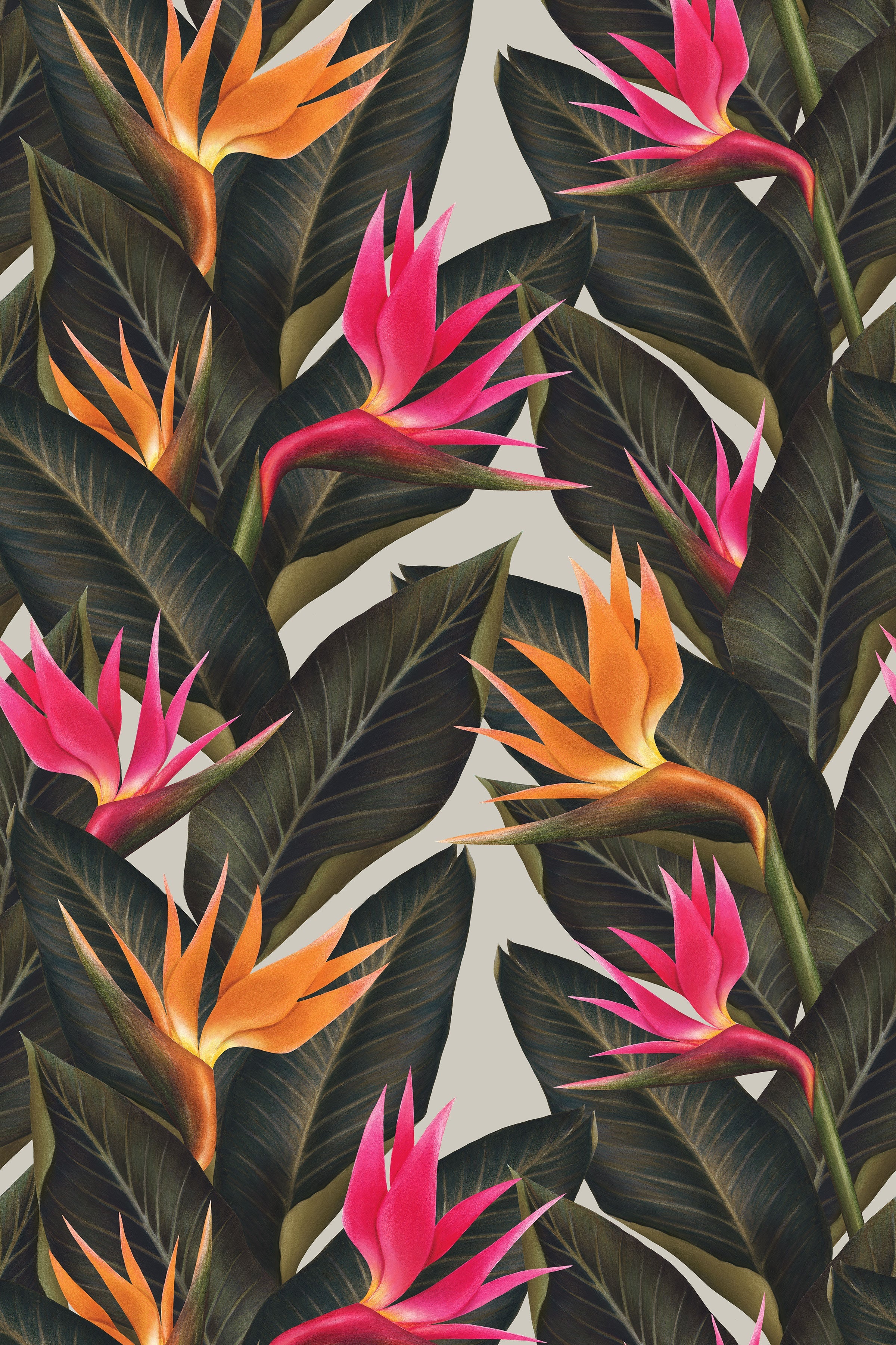 Birds of Paradise / Multicolor