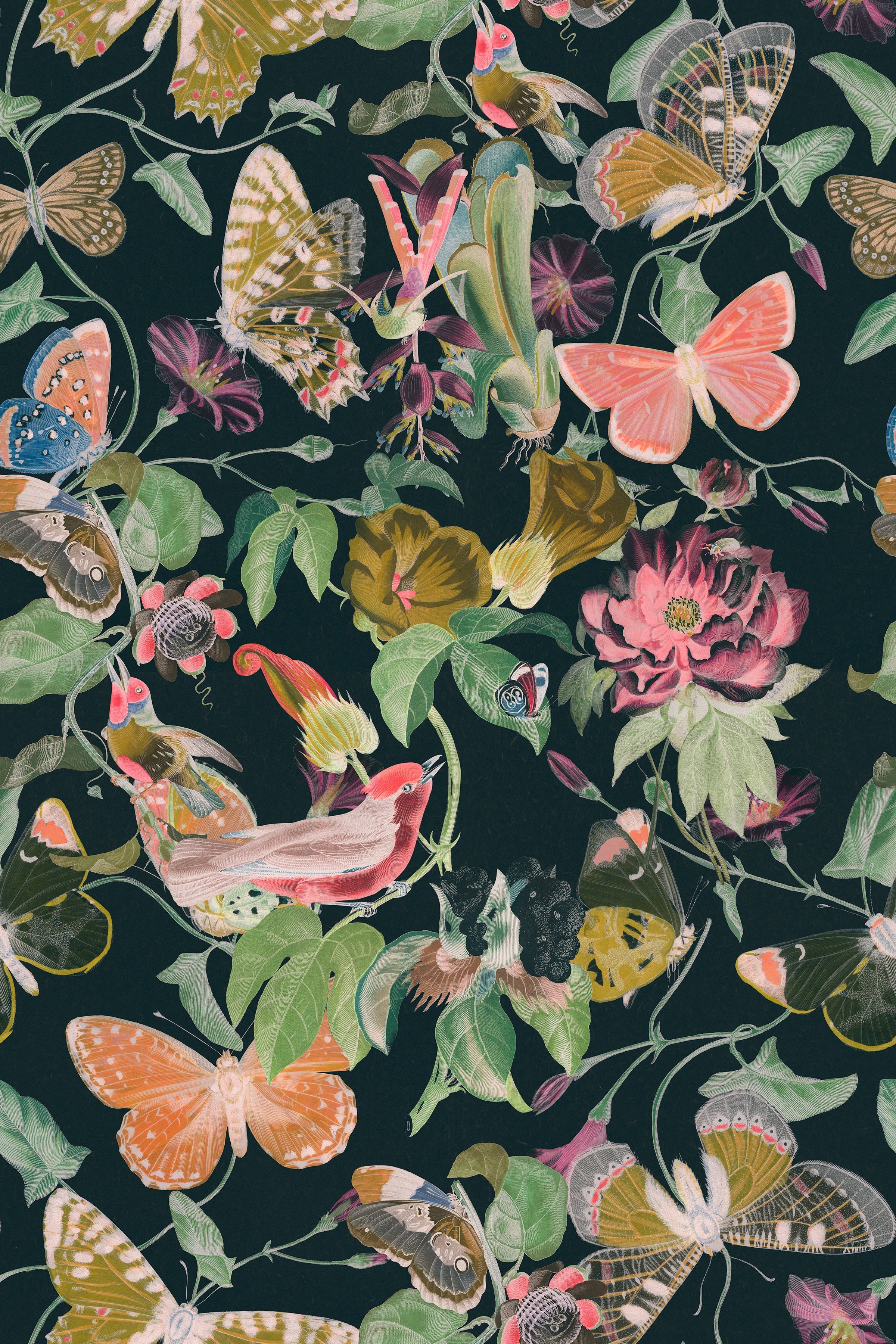 Butterfly Kingdom / Dark