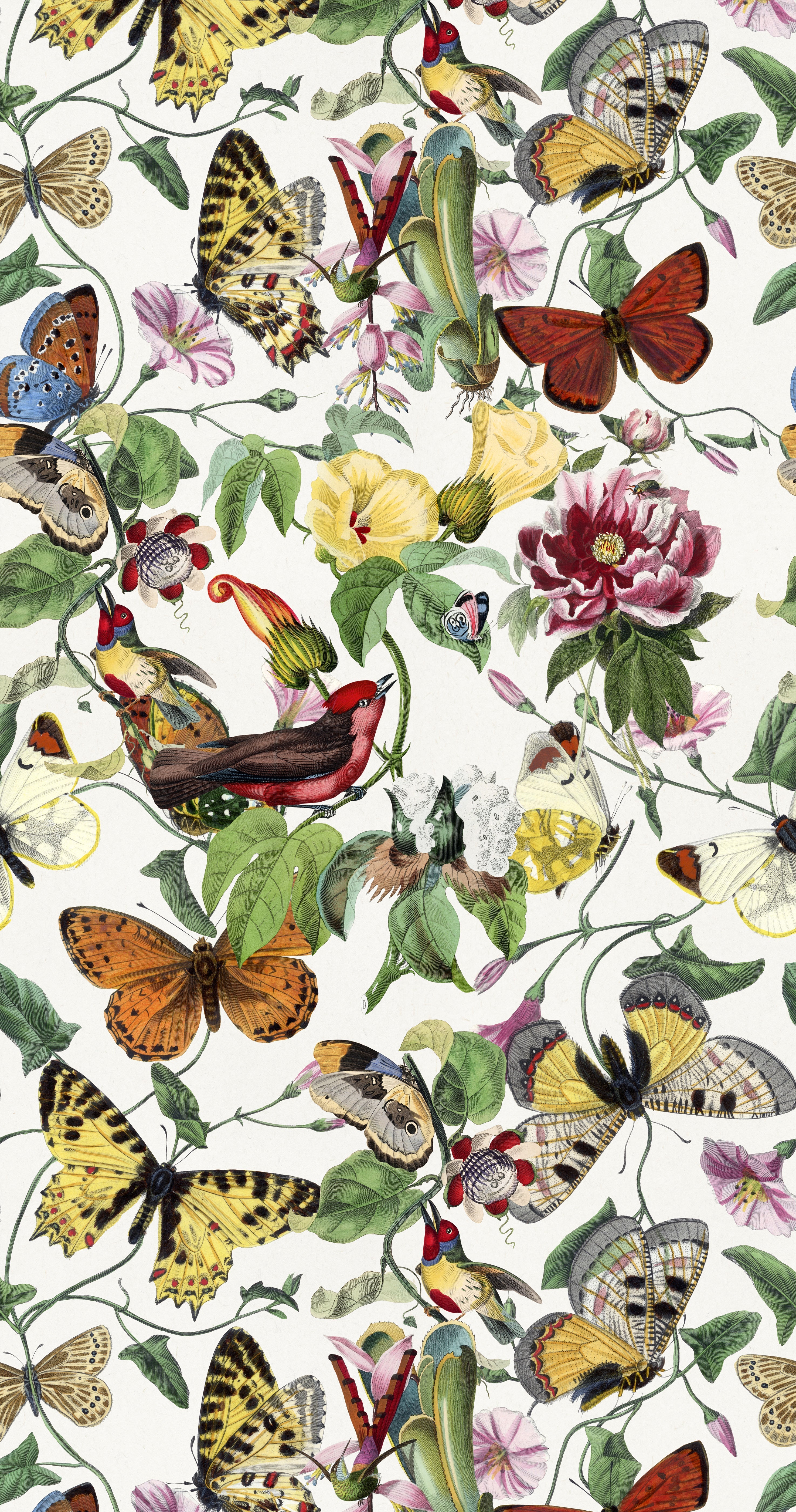 Butterfly Kingdom / Multi