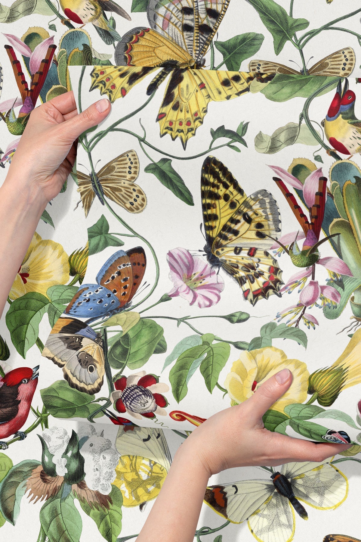 Butterfly Kingdom / Multi