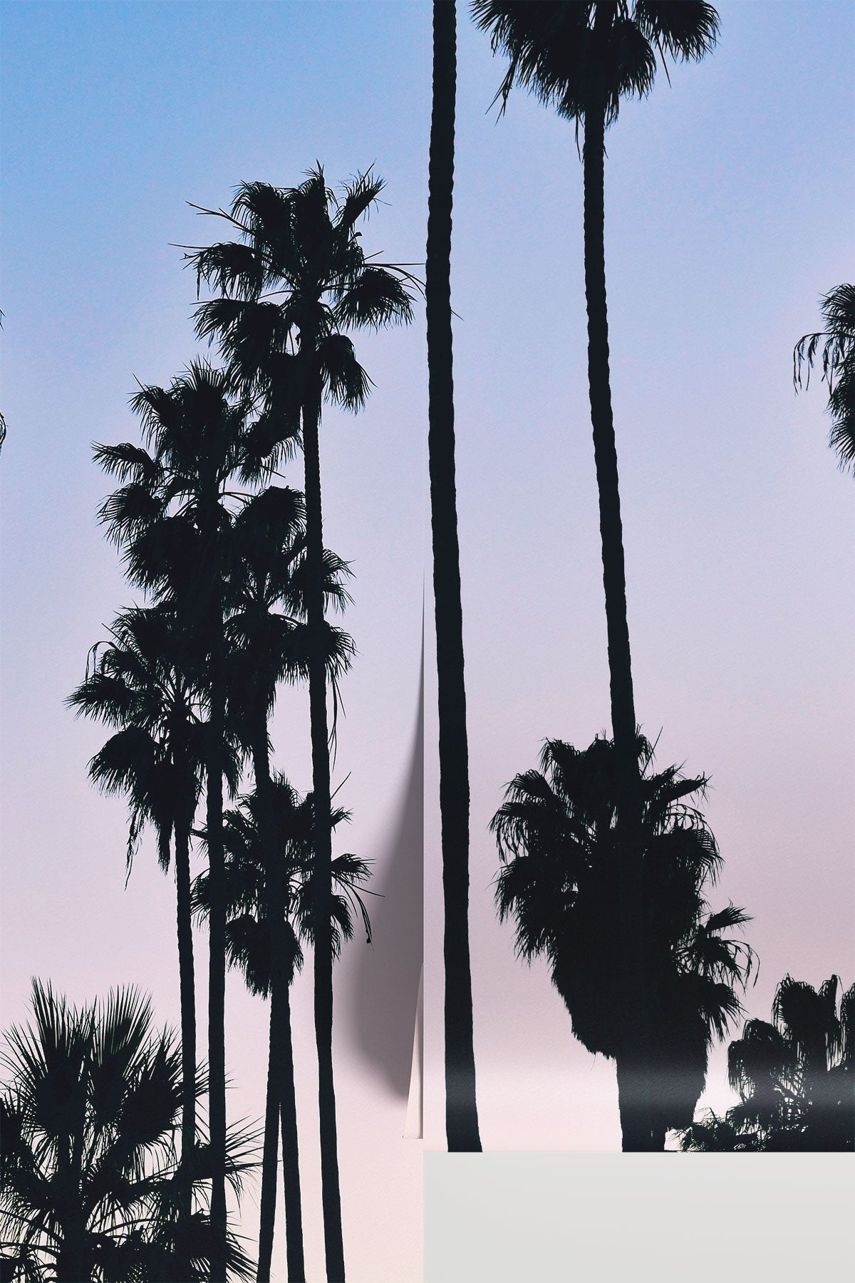 Tropical Sunset Palms