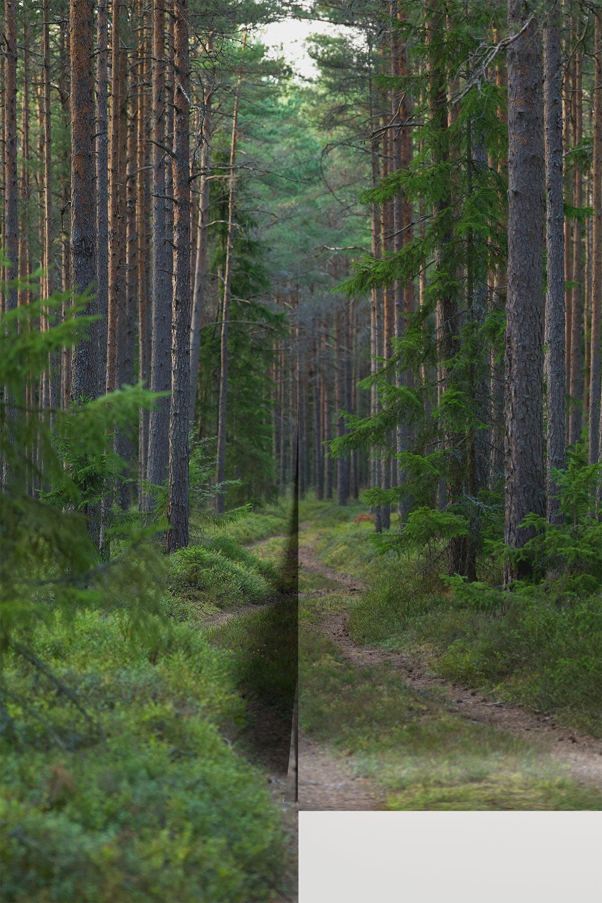 Enchanted Forest Pathway