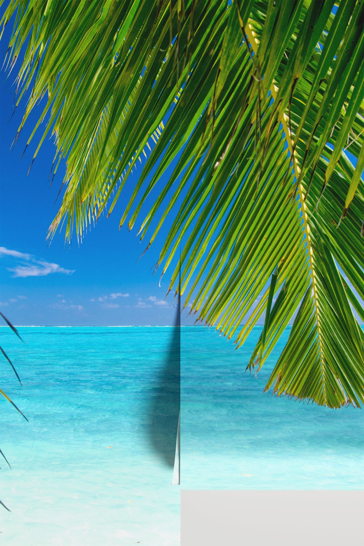 Coconut palm tree leaves Wall Mural