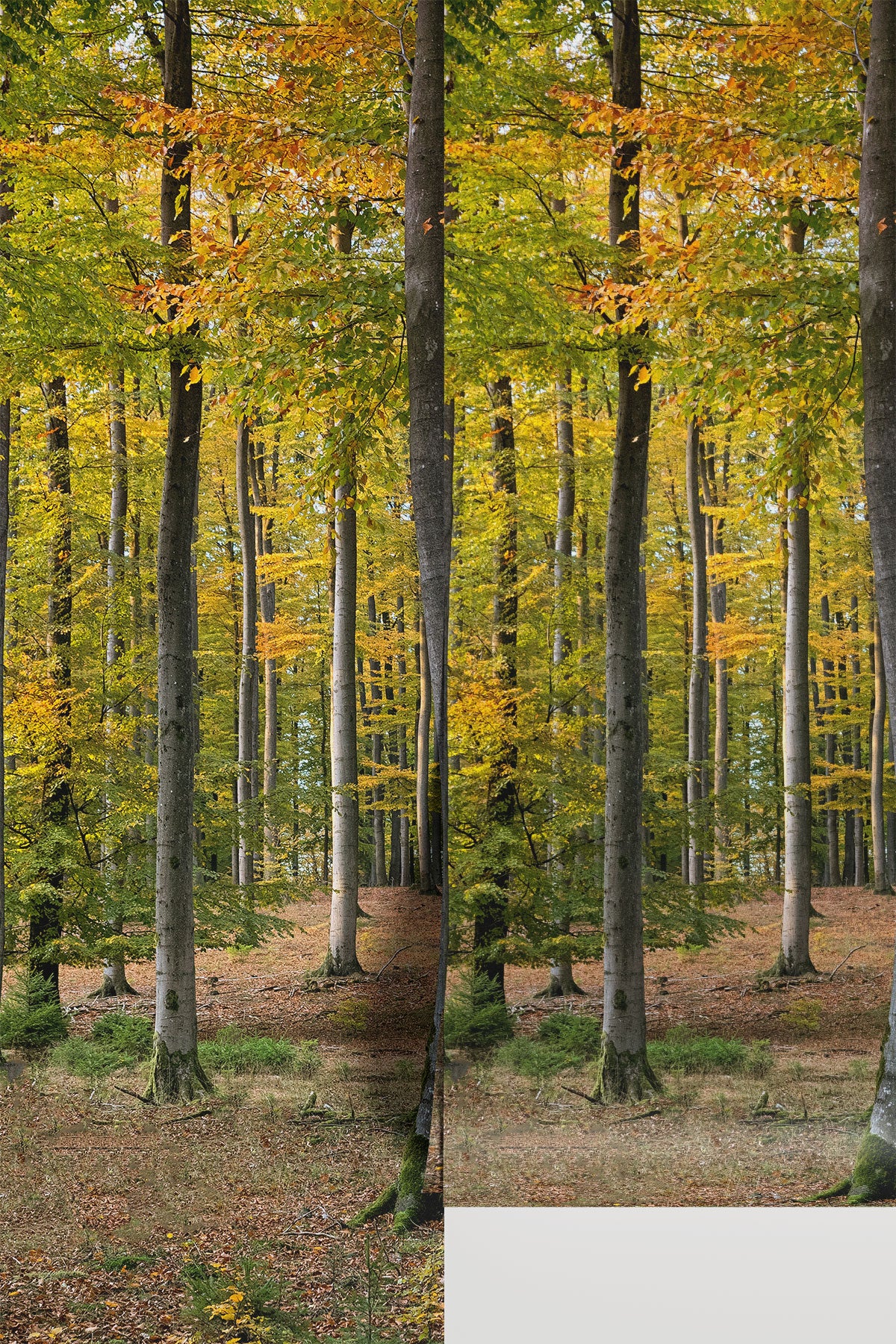 Golden Fall Forest