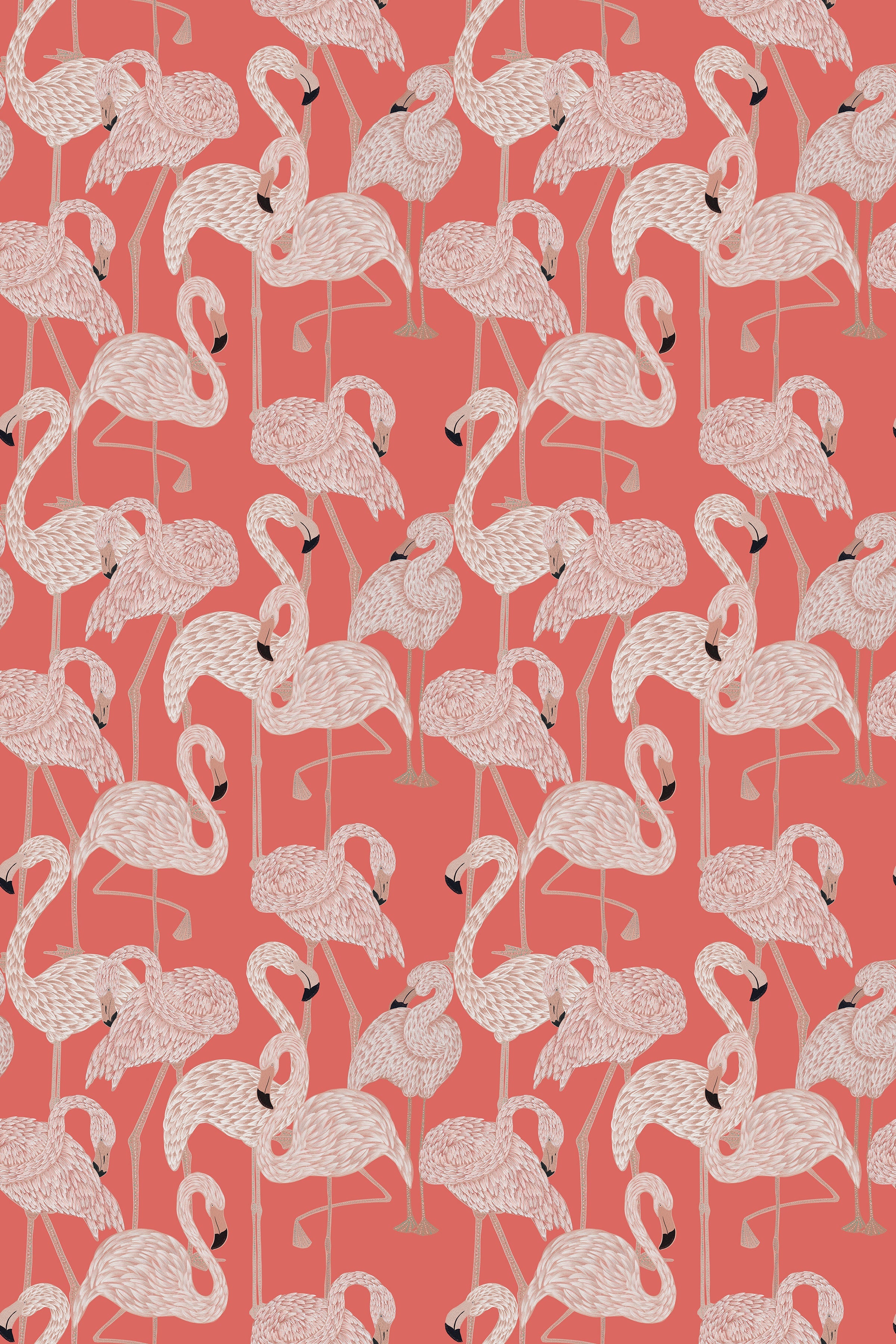 Flamingos / Coral