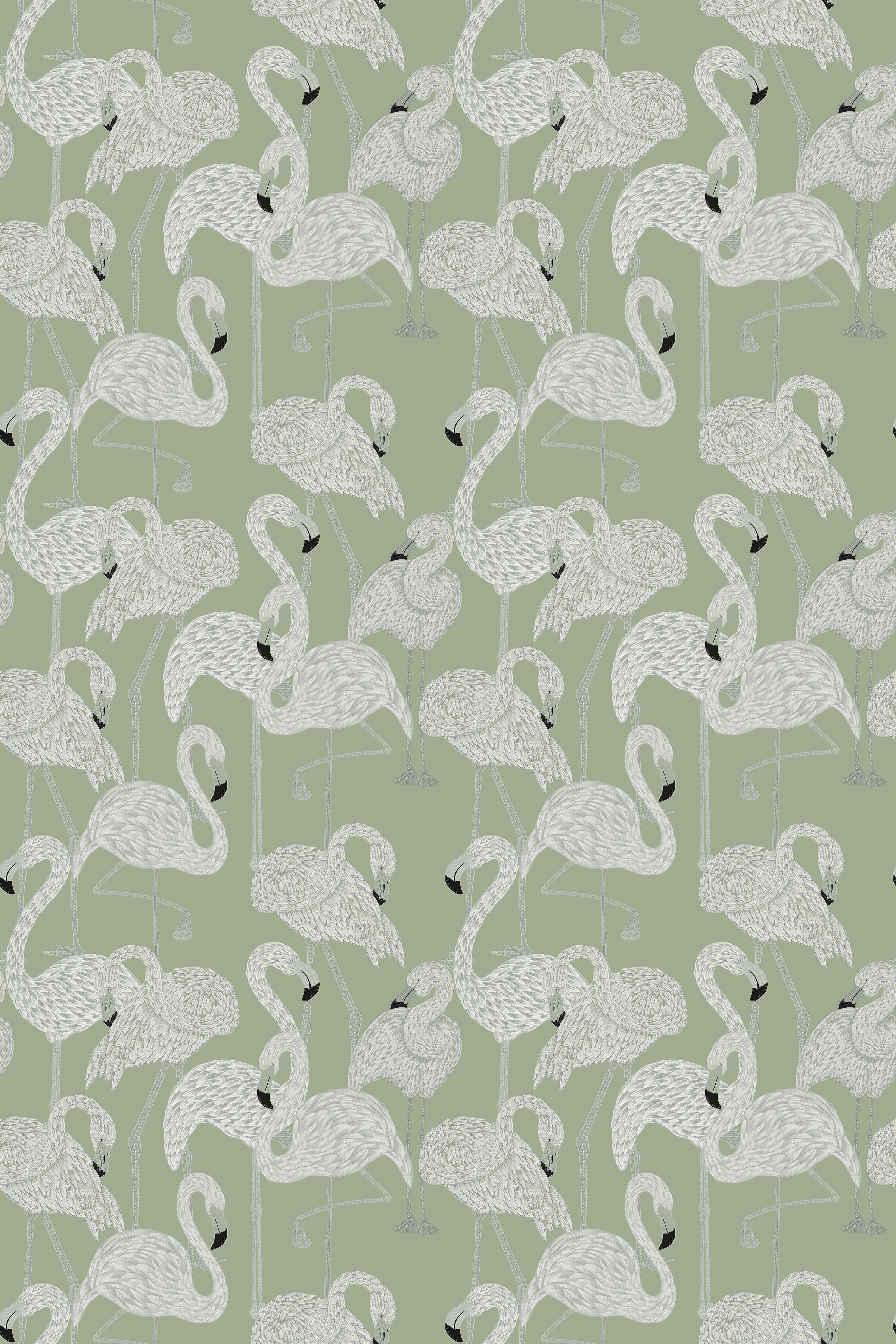 Flamingos / Sage