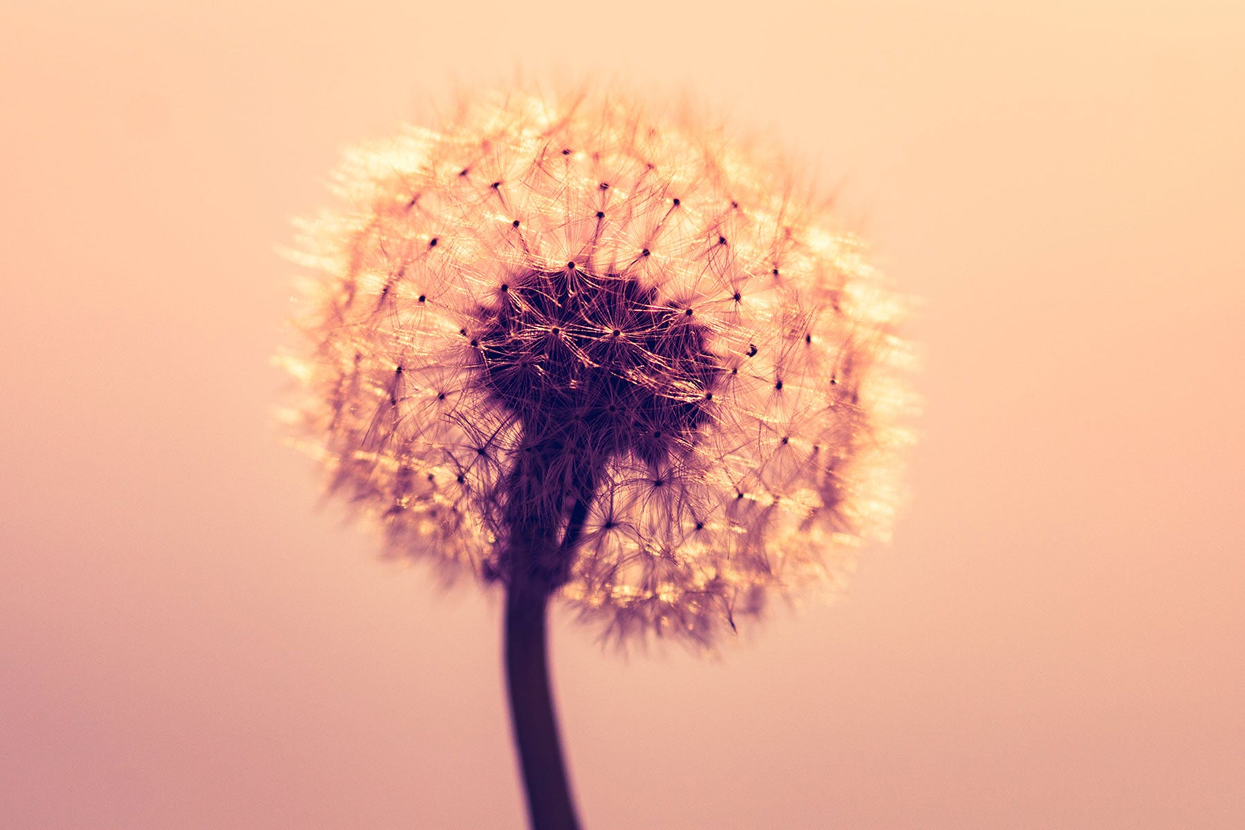 Peach Dandelion Wall Mural