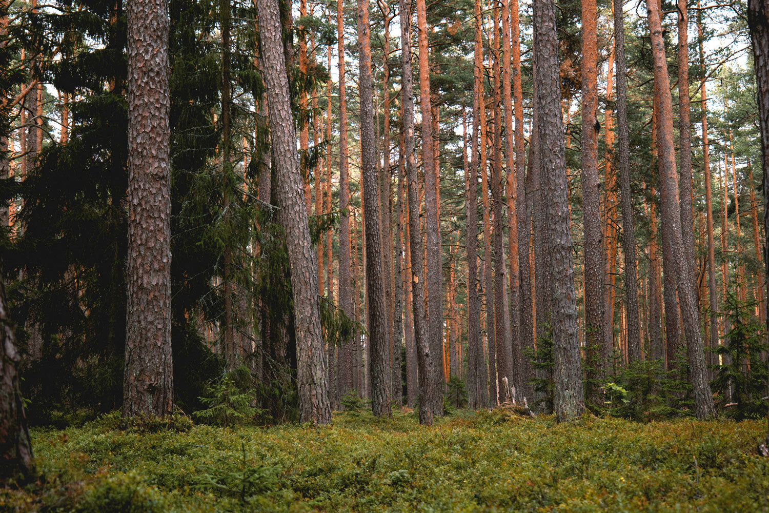 Sun-Kissed Grove Forest Wall Mural