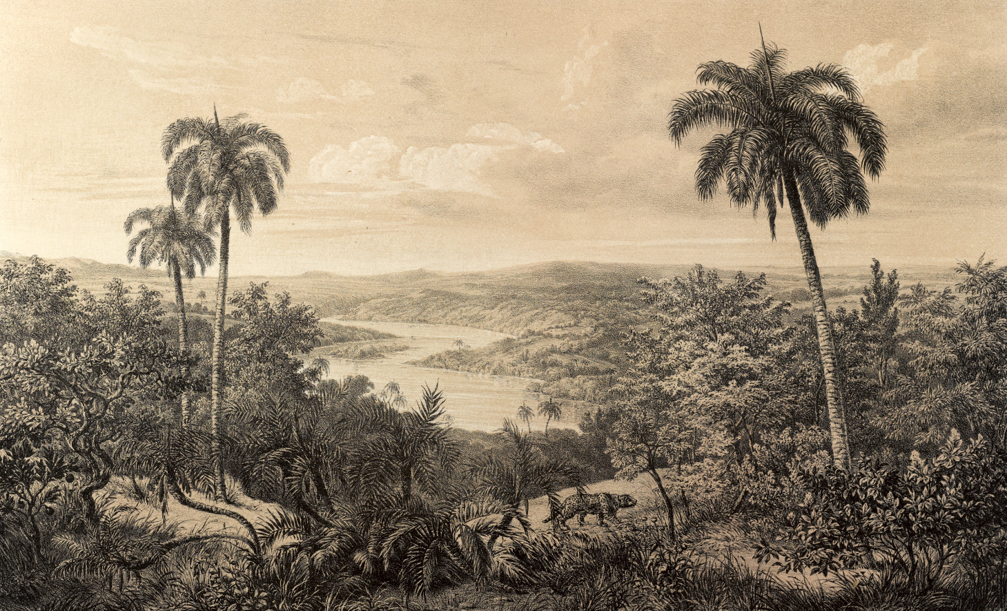 Tropical Reverie