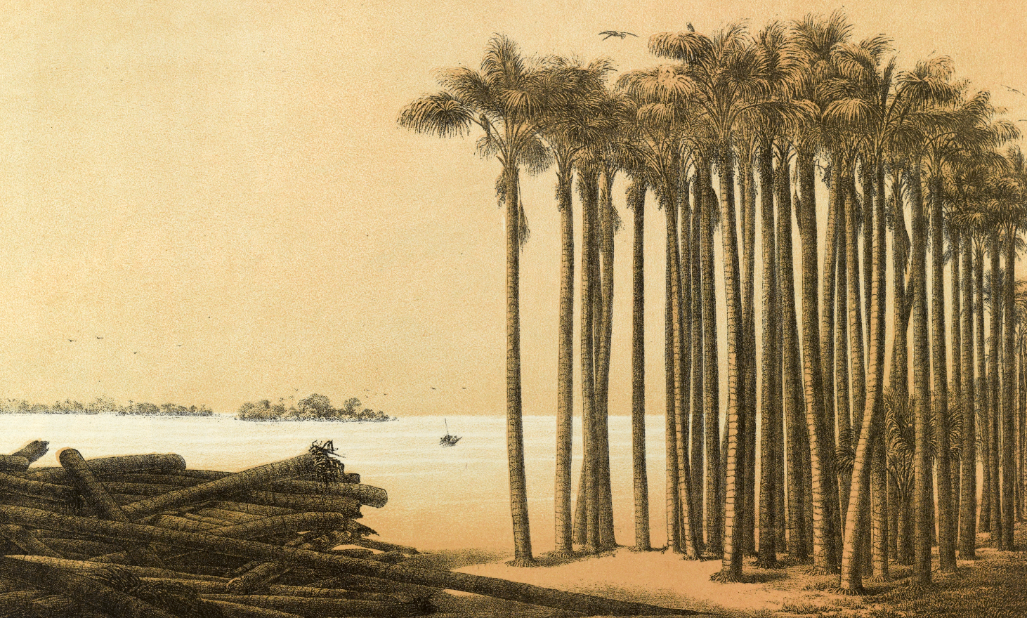 Palm Haven