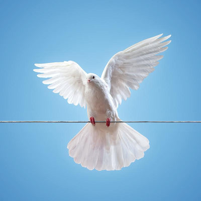 A dove on a wire Wall Mural-Wall Mural-Eazywallz