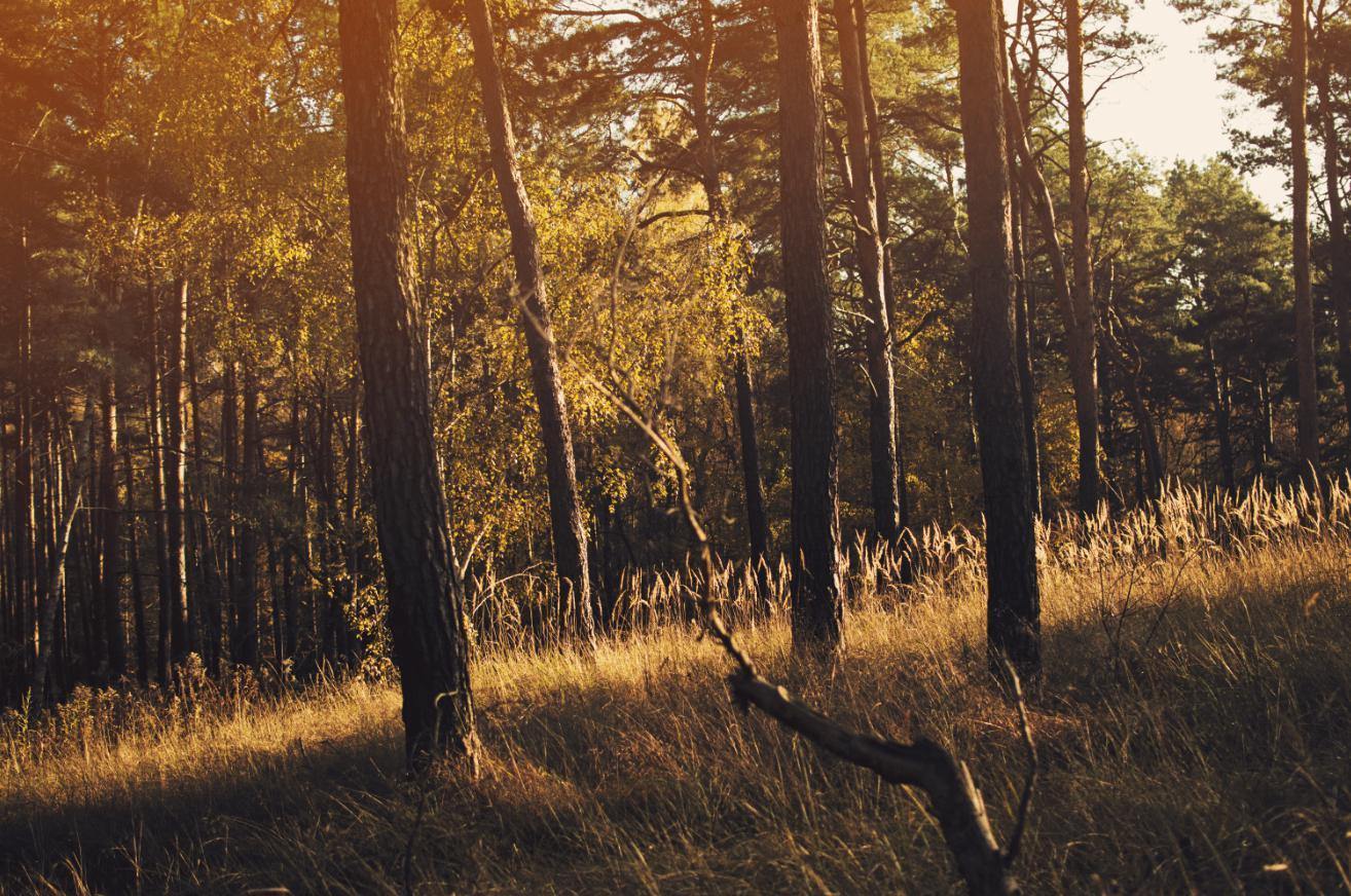 Afternoon Autumn Forest Wall Mural-Wall Mural-Eazywallz