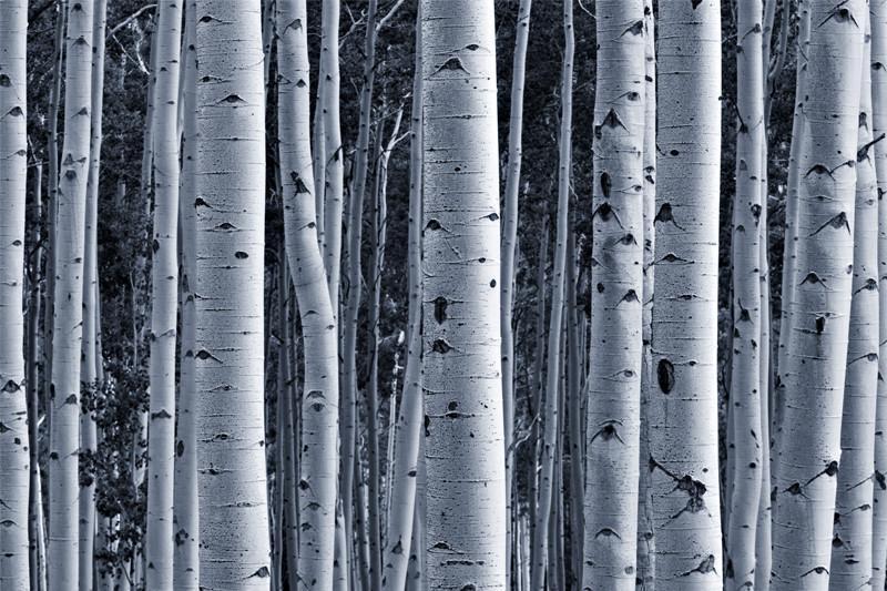 Aspen Birch Forest Wall Mural-Wall Mural-Eazywallz