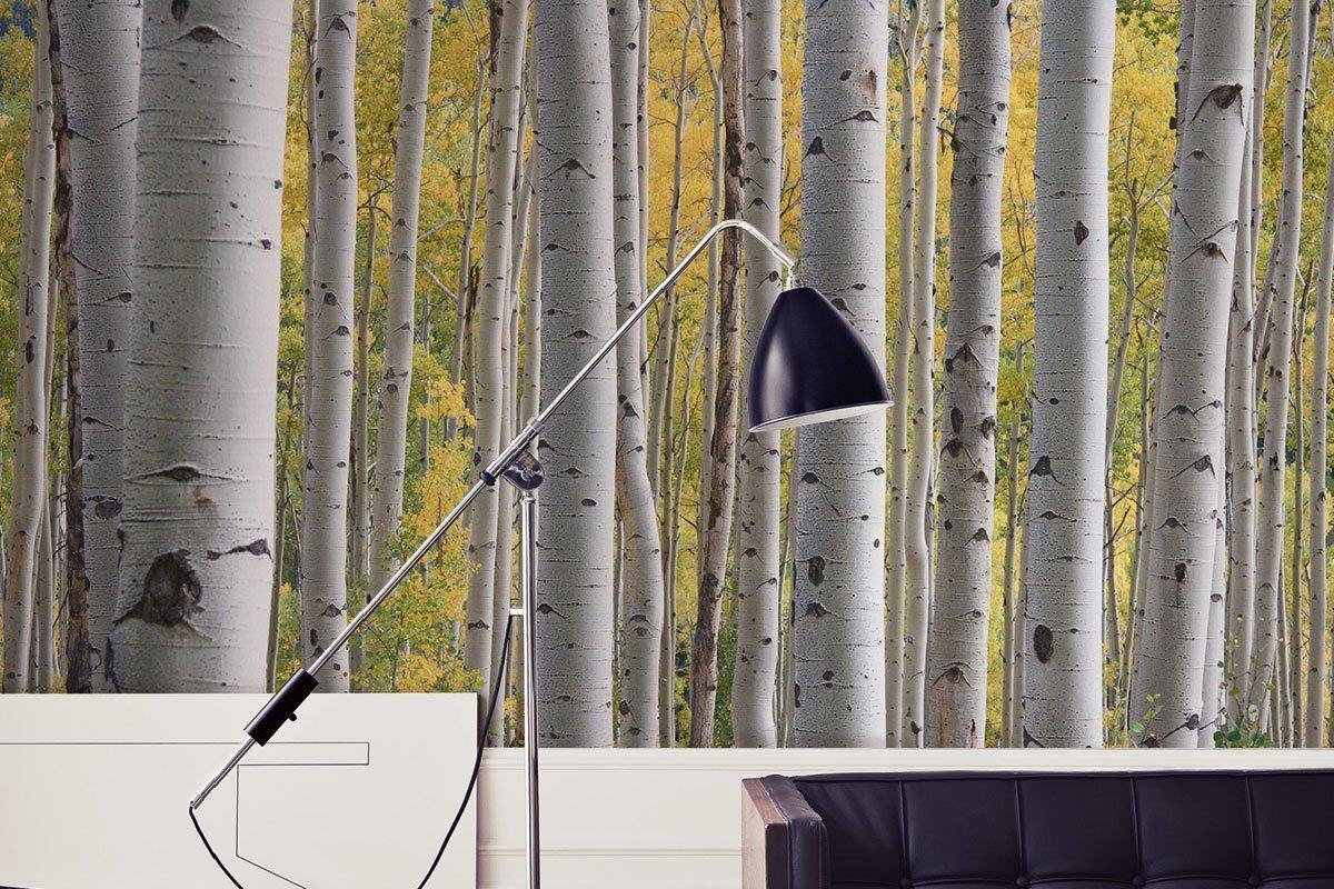 Aspen Birch Trees Wall Mural-Wall Mural-Eazywallz