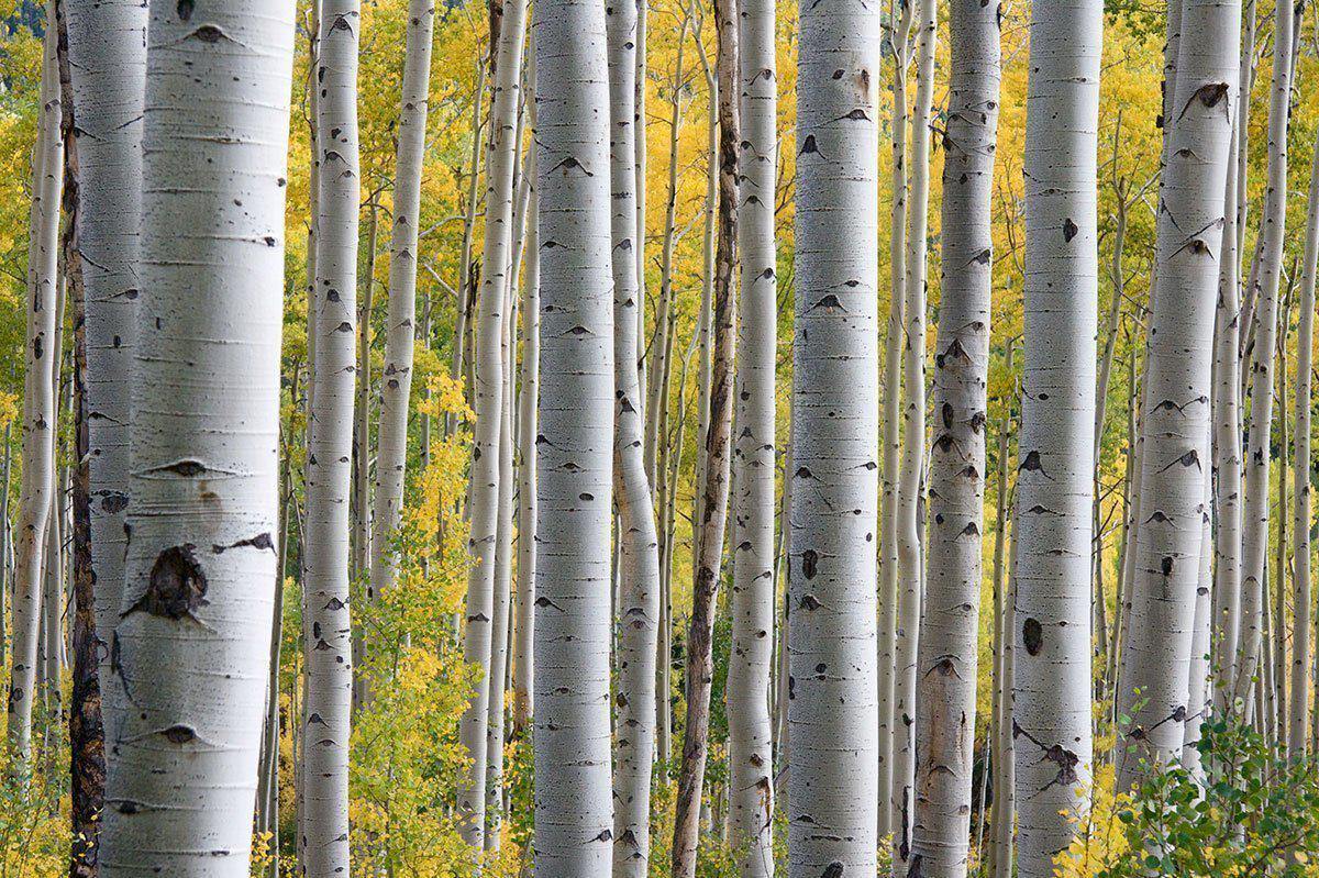 Aspen Birch Trees Wall Mural-Wall Mural-Eazywallz