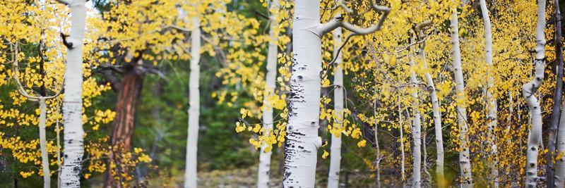 Aspen Trees wall Mural Wall Mural-Wall Mural-Eazywallz