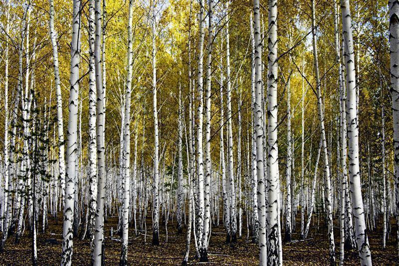 Autumn birch forest Wall Mural-Wall Mural-Eazywallz