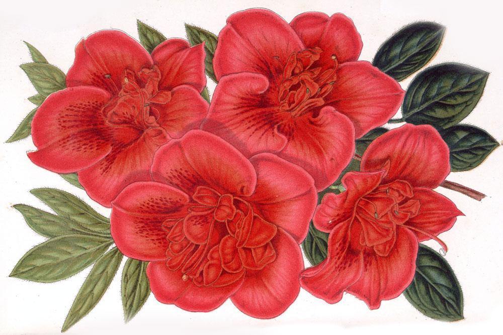 Azalea Indica Mural Wallpaper-Wall Mural-Eazywallz