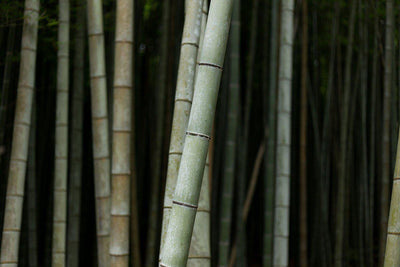 Bamboo Close up wall Mural Wall Mural-Wall Mural-Eazywallz