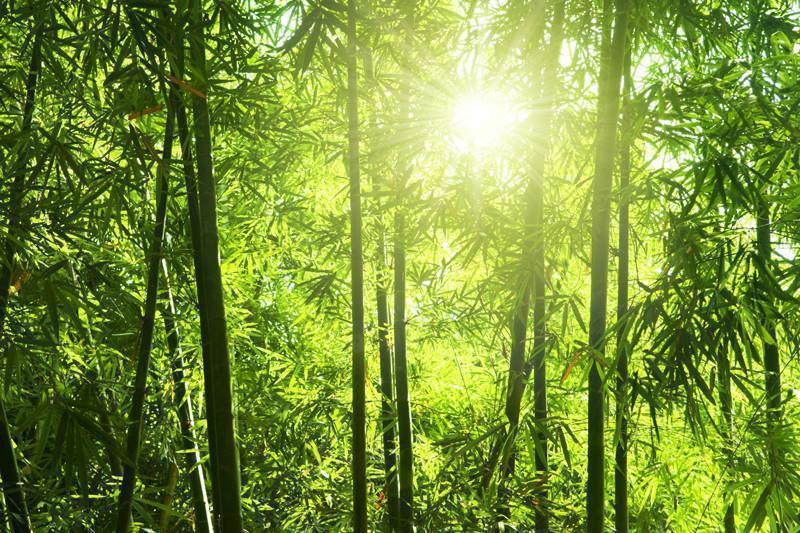 Bamboo forest Wall Mural-Wall Mural-Eazywallz
