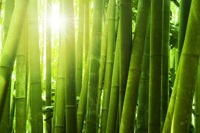 Bamboo forest with morning sunlight wall Mural Wall Mural-Wall Mural-Eazywallz