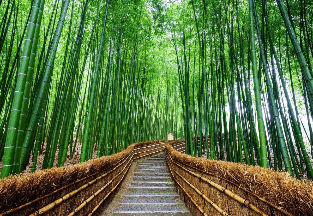 Bamboo grove Wall Mural | Bamboo Wallpaper Murals