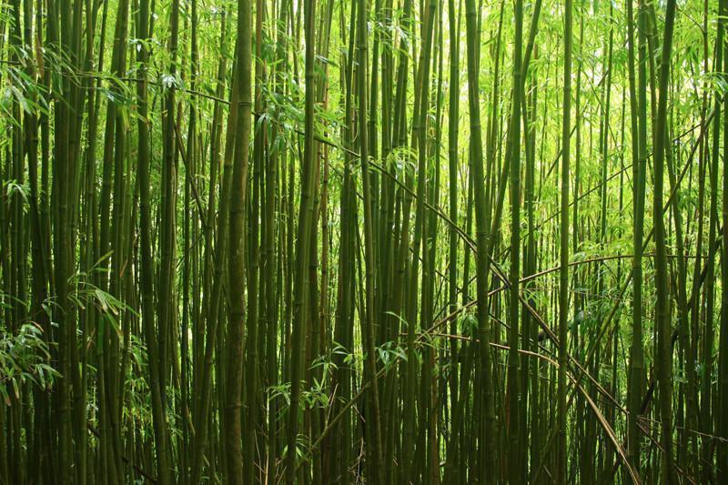 Bamboo stalks Wall Mural-Wall Mural-Eazywallz