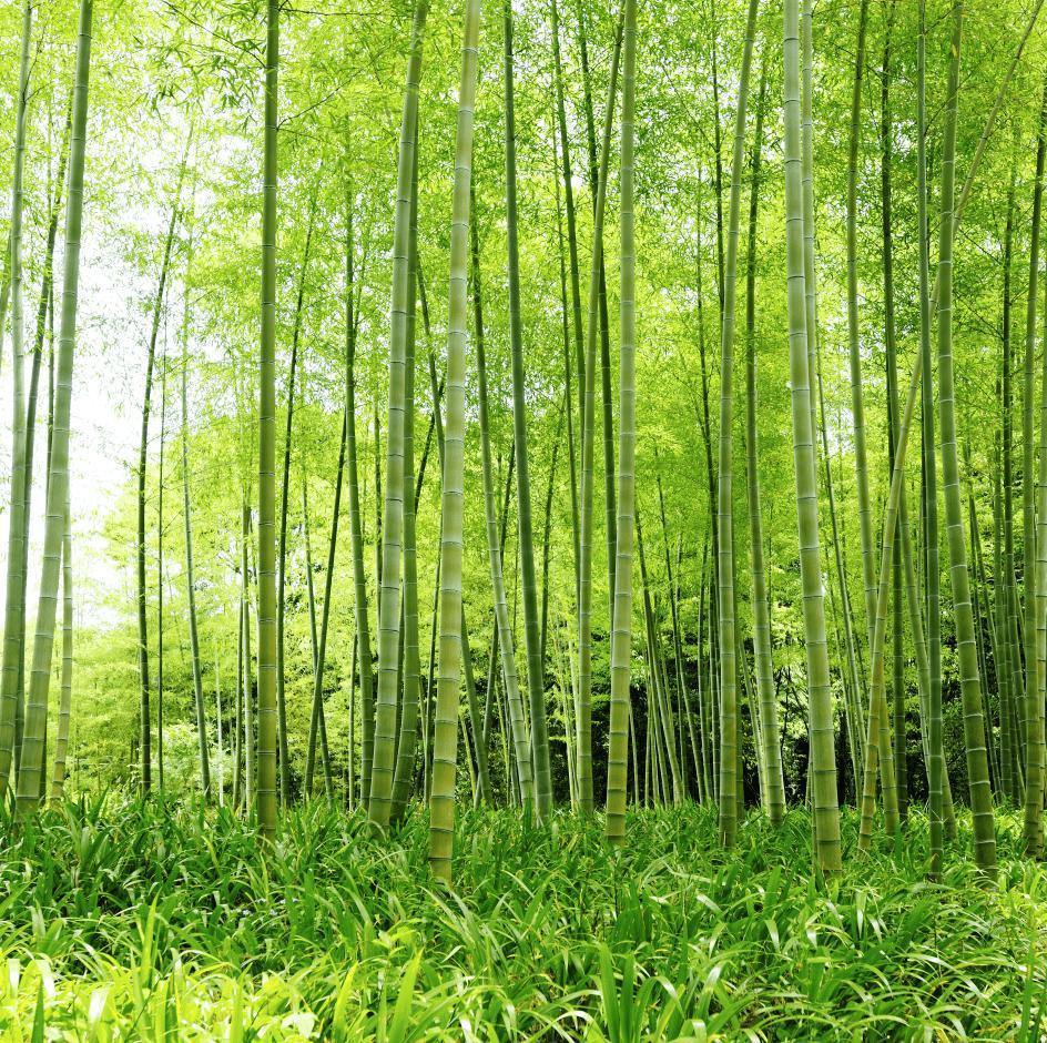 Bamboo stalks Wall Mural-Wall Mural-Eazywallz