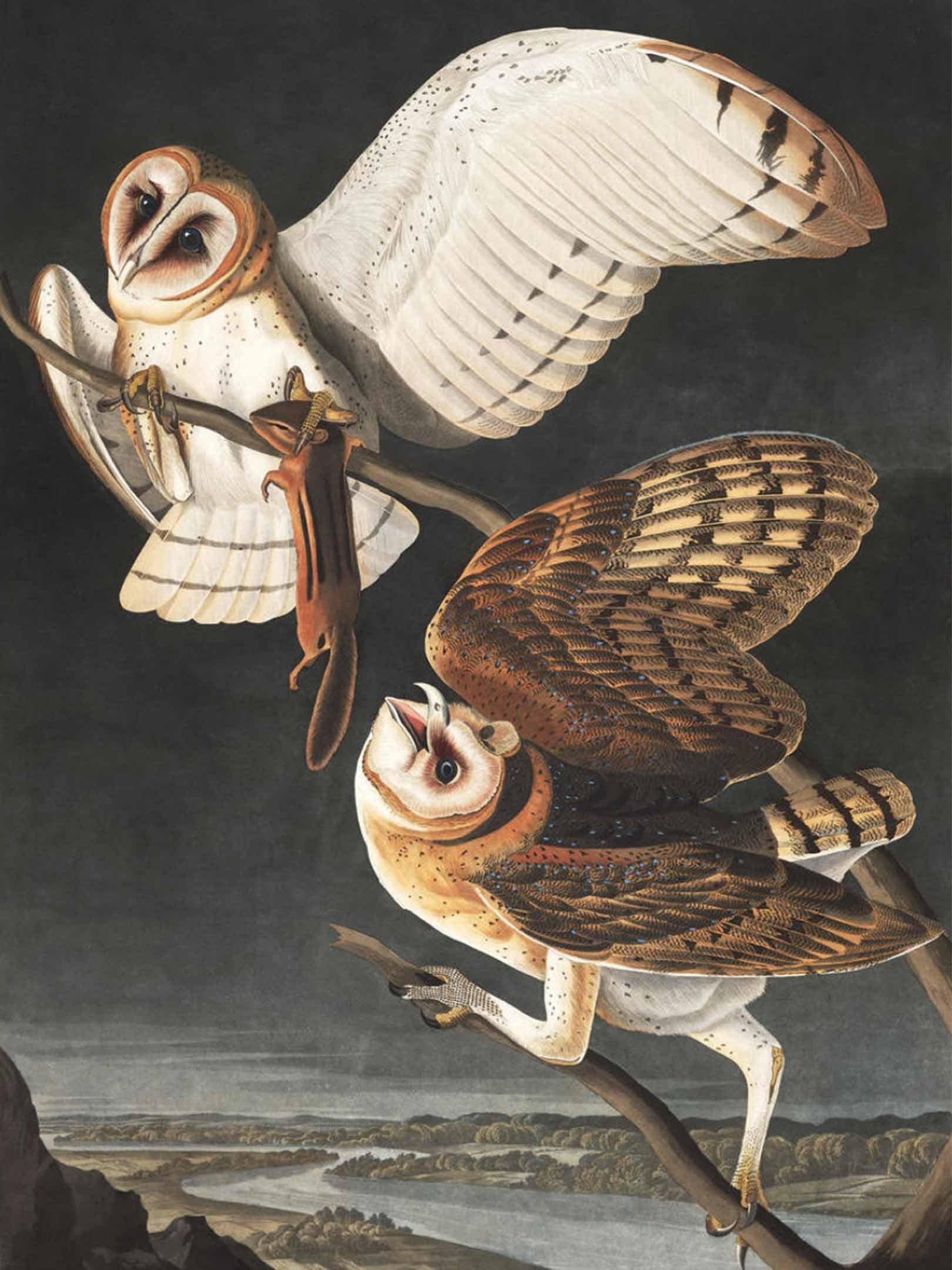 Barn Owl Wall Mural-Wall Mural-Eazywallz