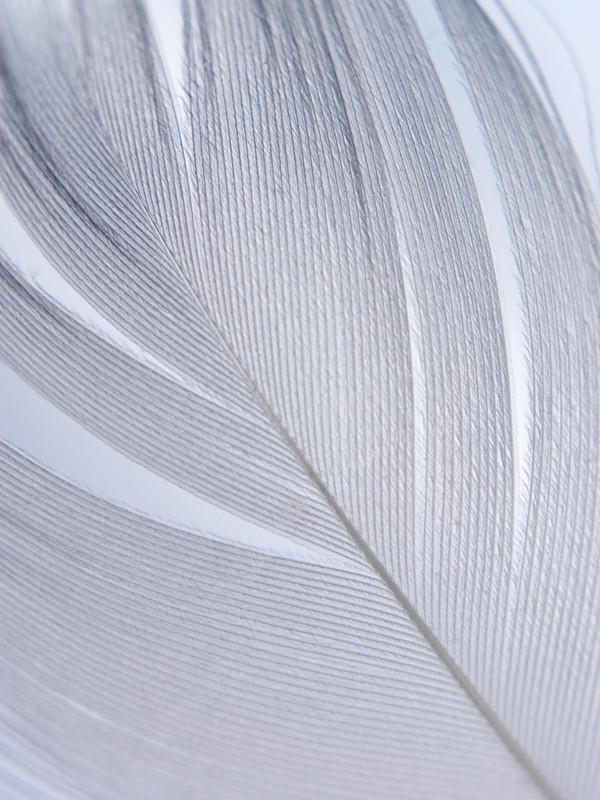 Bird's feather Wall Mural-Wall Mural-Eazywallz