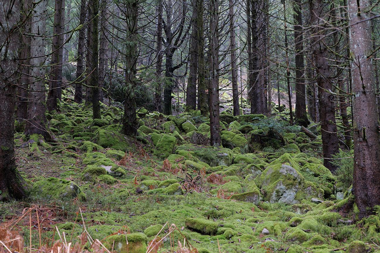 Black Forest Wall Mural-Wall Mural-Eazywallz