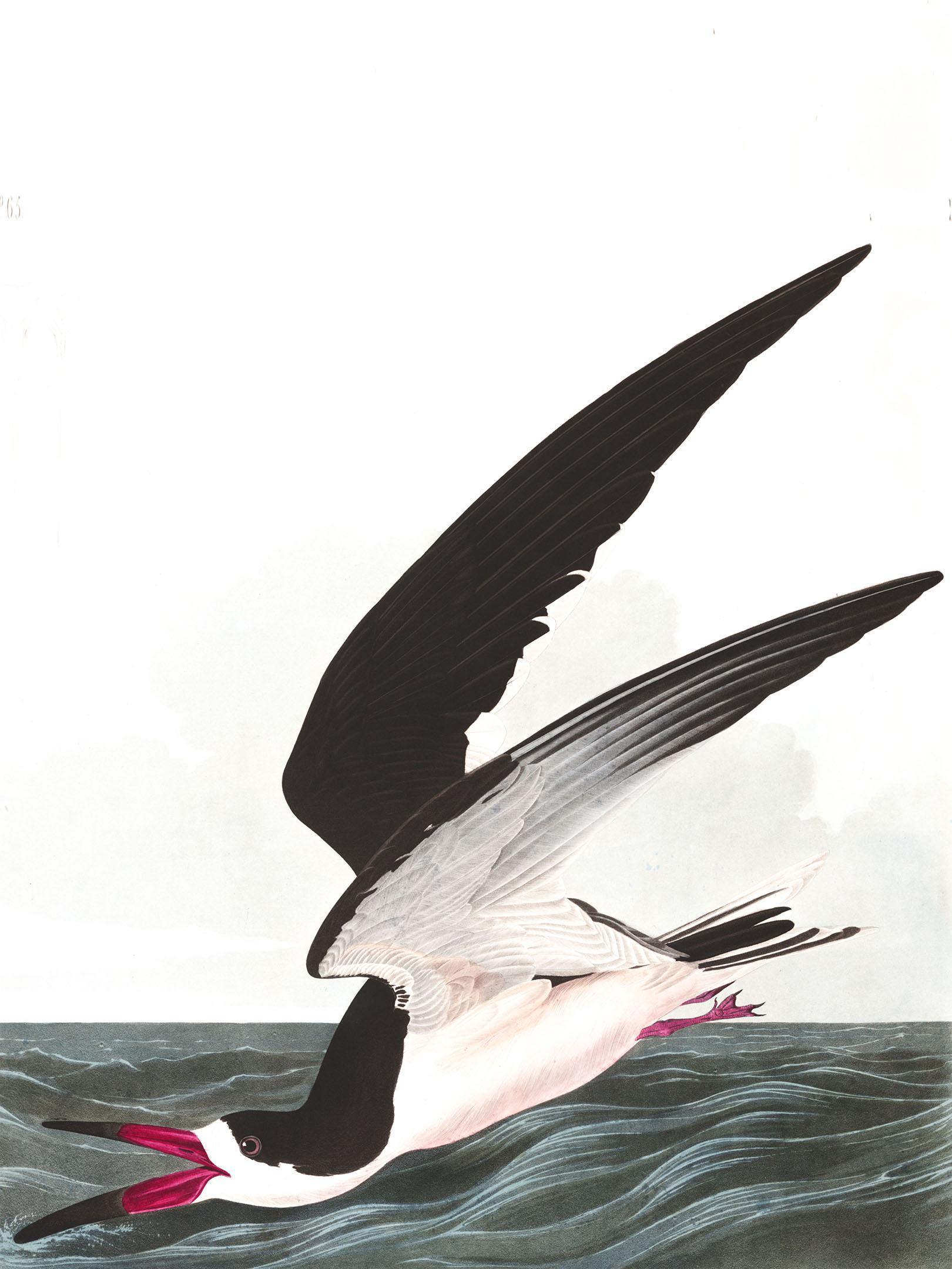 Black Skimmer Wall Mural-Wall Mural-Eazywallz