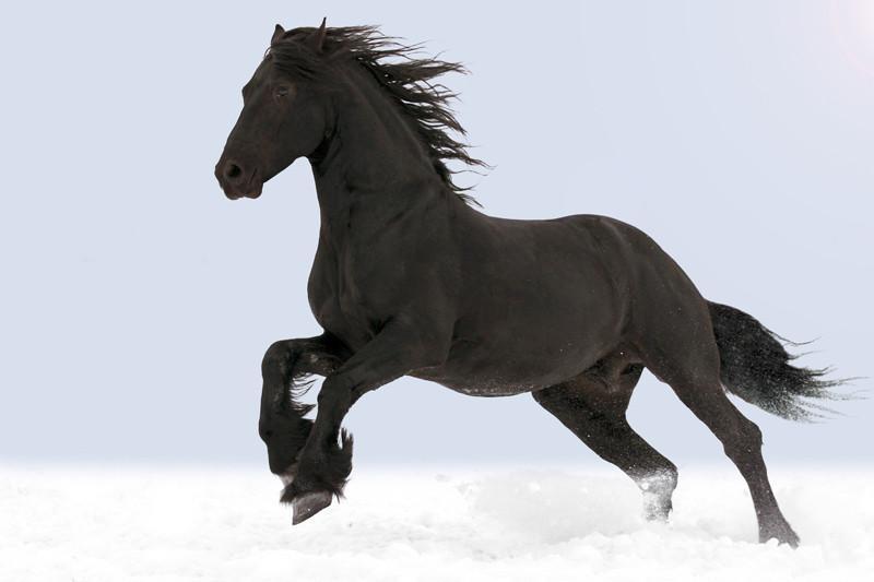 Black horse Wall Mural-Wall Mural-Eazywallz