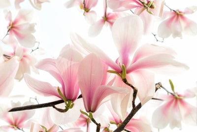 Blossoms of a magnolia tree in spring Wall Mural-Wall Mural-Eazywallz