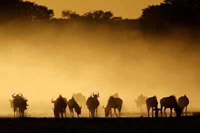 Blue wildebeest in dust at sunrise Wall Mural-Wall Mural-Eazywallz