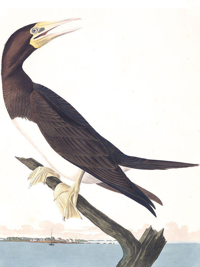 Booby Gannet Wall Mural-Wall Mural-Eazywallz