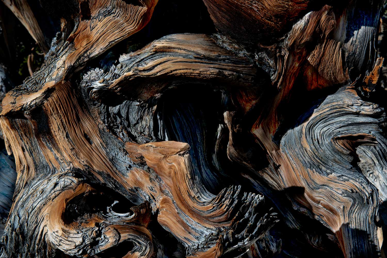 Bristlecone Tree Wall Mural-Wall Mural-Eazywallz