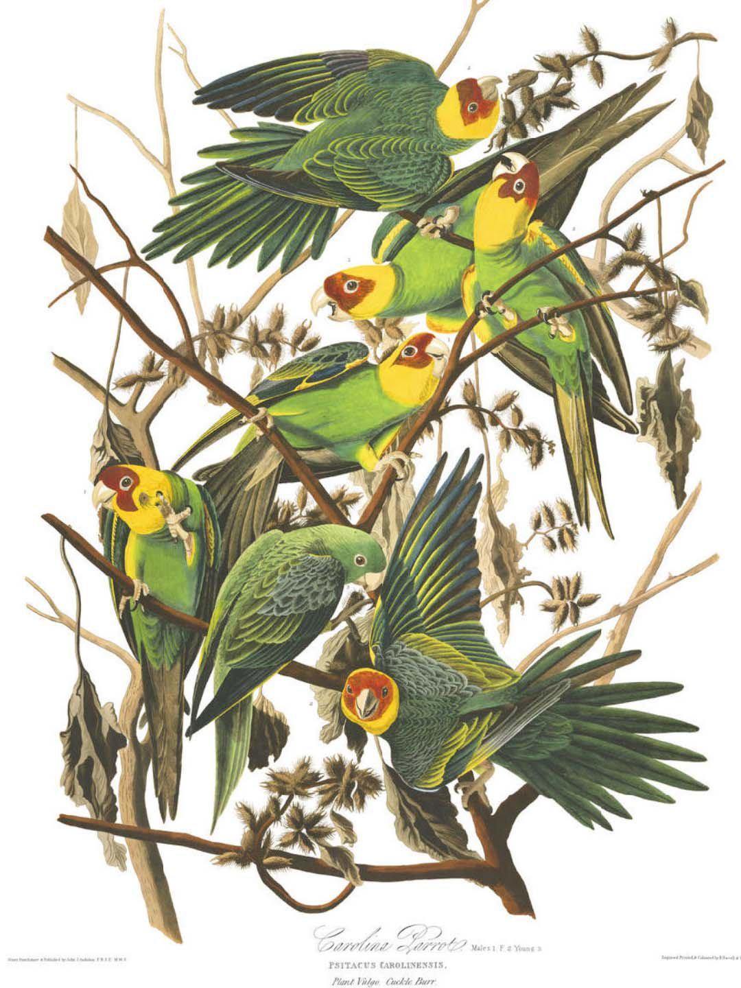 Carolina Parrots Wall Mural-Wall Mural-Eazywallz